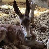 Bessemer Equine ico