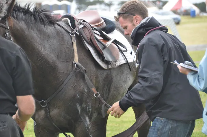 Bessemer Equine Picture 2