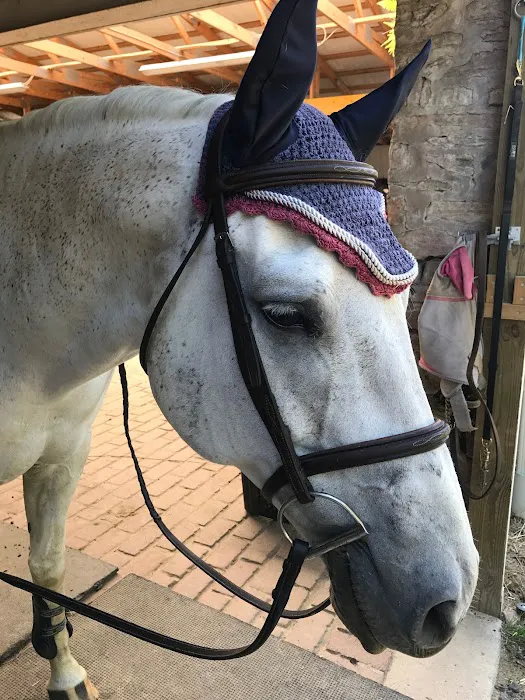 Bessemer Equine Picture 4