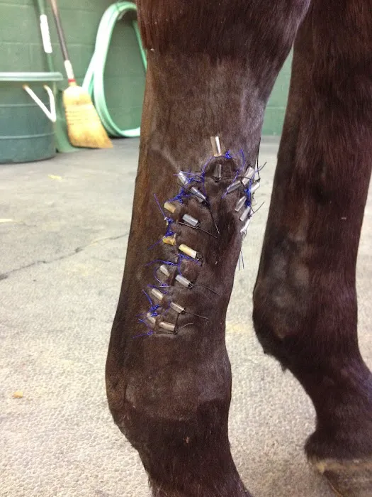 Bessemer Equine Picture 10