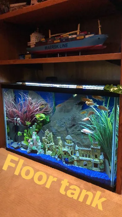 Island Fish & Reef Picture 9