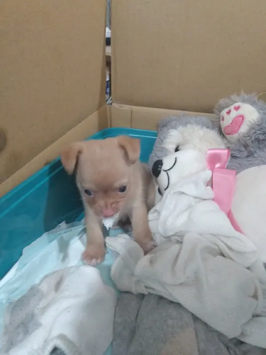 Vetco Vaccination Clinic Picture 2
