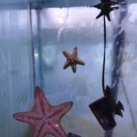 Aqua Hut Inc ico
