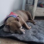 Faithful Friends Veterinary Clinic