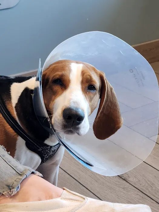 BluePearl Pet Hospital Picture 2