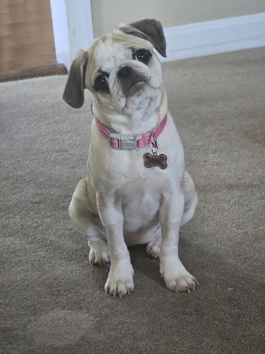 BluePearl Pet Hospital Picture 9