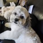 Banfield Pet Hospital