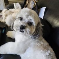 Banfield Pet Hospital ico