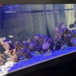 Max Reef Aquatics LLC