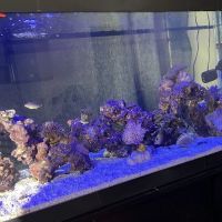 Max Reef Aquatics LLC ico
