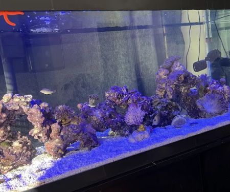 Max Reef Aquatics LLC