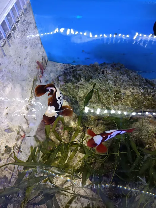 Max Reef Aquatics LLC Picture 8
