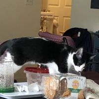 Colebrook Manor Animal Hospital ico