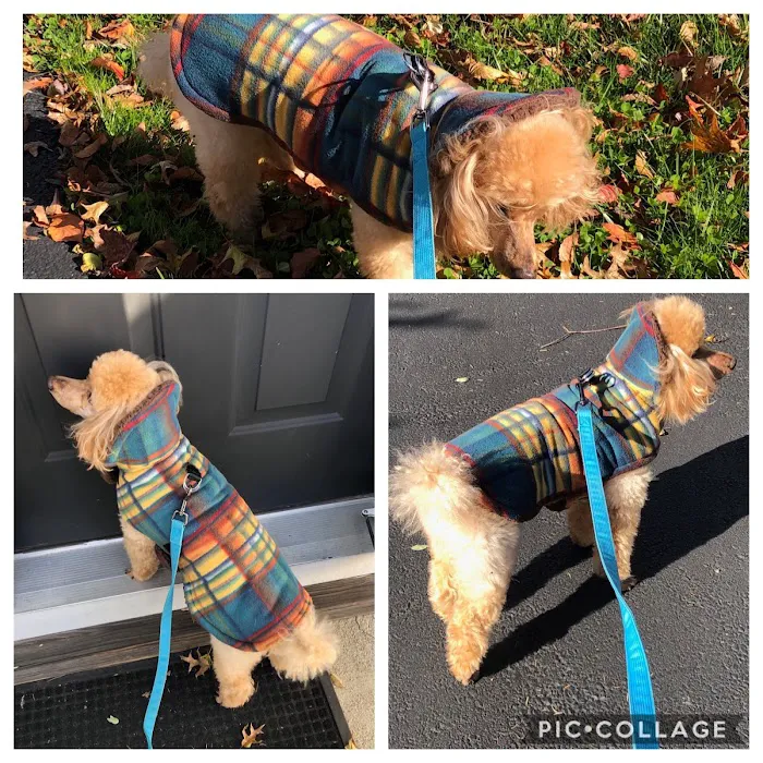 Grateful Pawz Picture 5