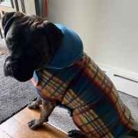 Grateful Pawz ico