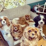 Banfield Pet Hospital