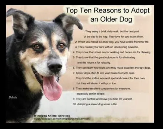 The Animal Clinic Picture 5