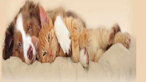 The Animal Clinic Picture 6