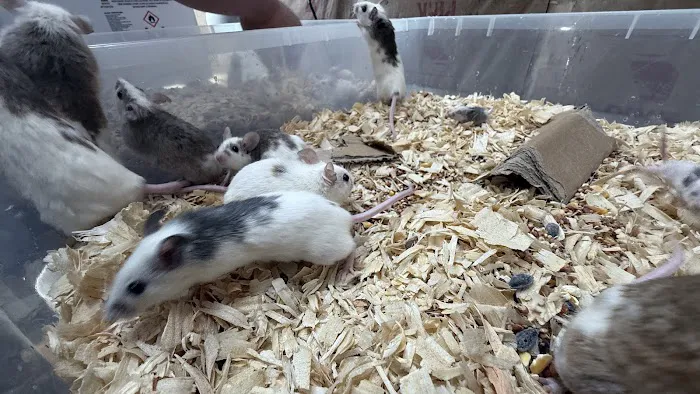 Mice Mice Baby Picture 3