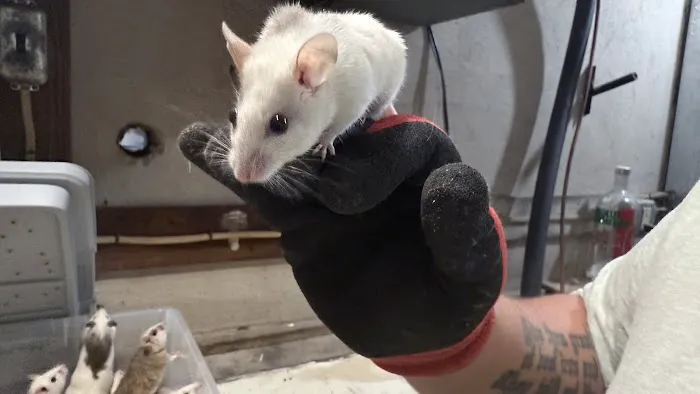 Mice Mice Baby Picture 1