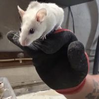Mice Mice Baby ico