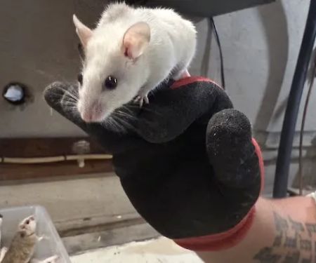 Mice Mice Baby