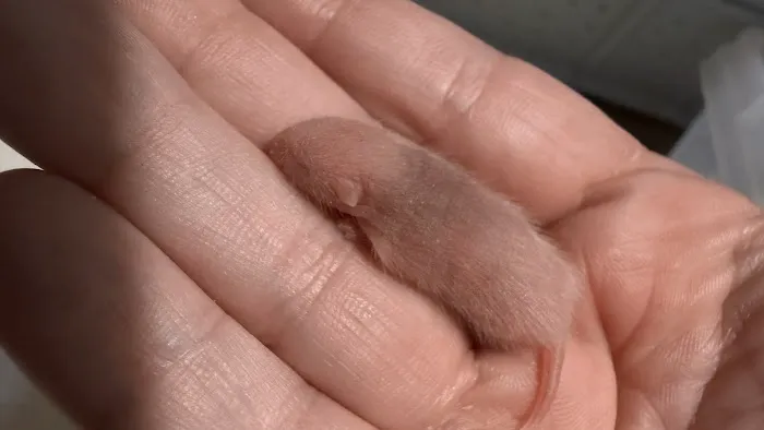Mice Mice Baby Picture 2