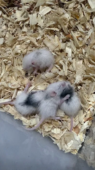 Mice Mice Baby Picture 6