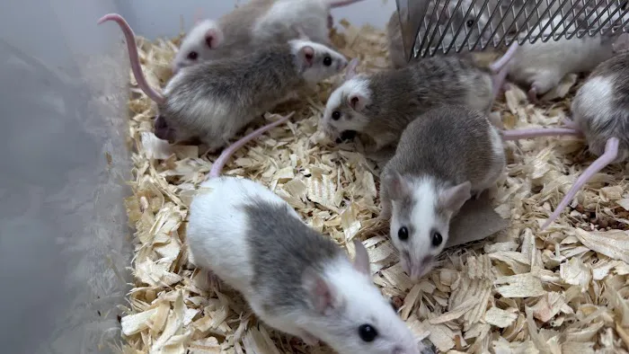 Mice Mice Baby Picture 4