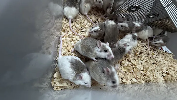 Mice Mice Baby Picture 7
