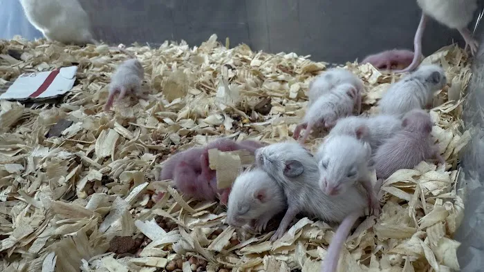 Mice Mice Baby Picture 10