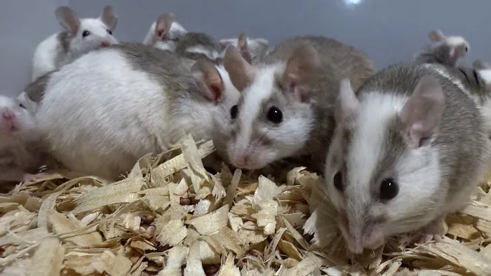 Mice Mice Baby Picture 9