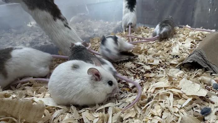 Mice Mice Baby Picture 8