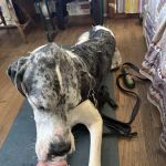 Dr. McKinstry's Holistic Veterinary Clinic
