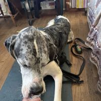 Dr. McKinstry's Holistic Veterinary Clinic ico
