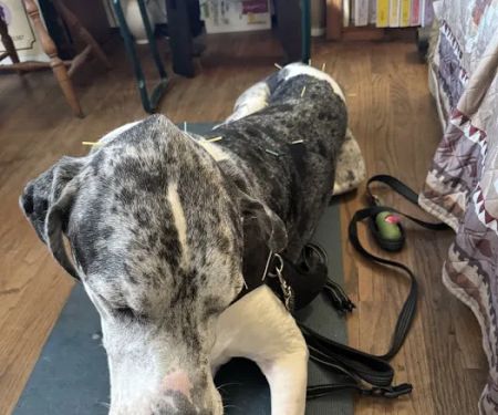 Dr. McKinstry's Holistic Veterinary Clinic