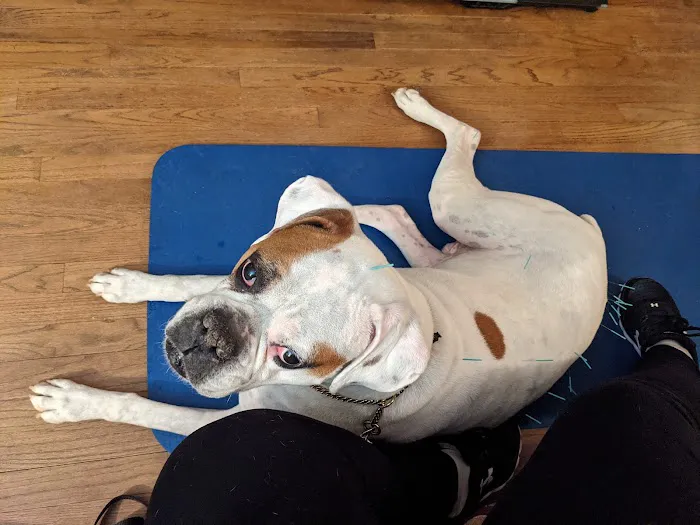 Dr. McKinstry's Holistic Veterinary Clinic Picture 7