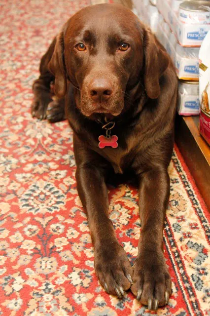 Dr. McKinstry's Holistic Veterinary Clinic Picture 8