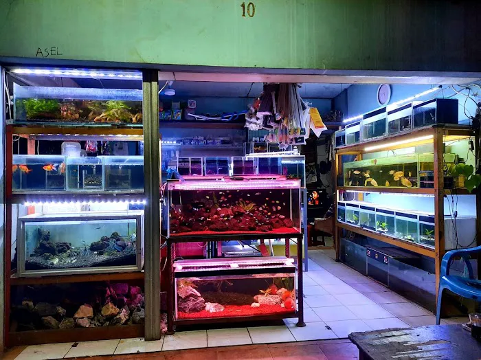 Aquatic Start Aquarium Service Picture 8