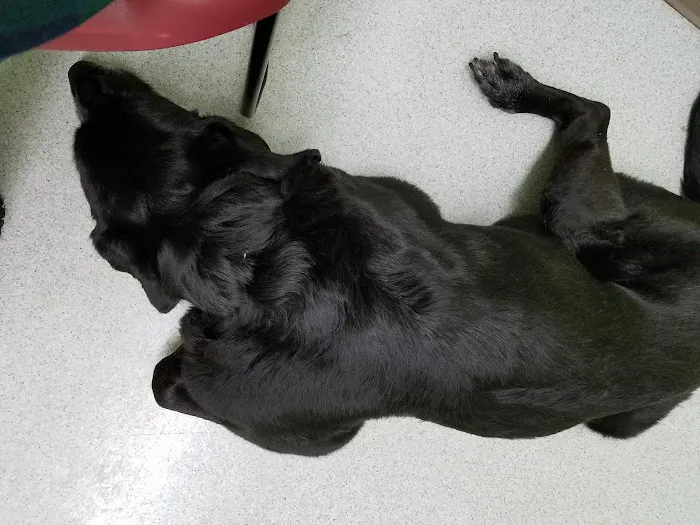 Hamilton Veterinary Hospital: Schotland Wendy DVM Picture 1