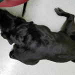 Hamilton Veterinary Hospital: Schotland Wendy DVM