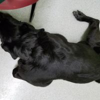 Hamilton Veterinary Hospital: Schotland Wendy DVM ico