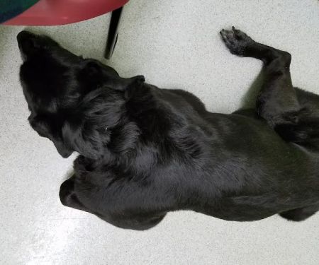 Hamilton Veterinary Hospital: Schotland Wendy DVM