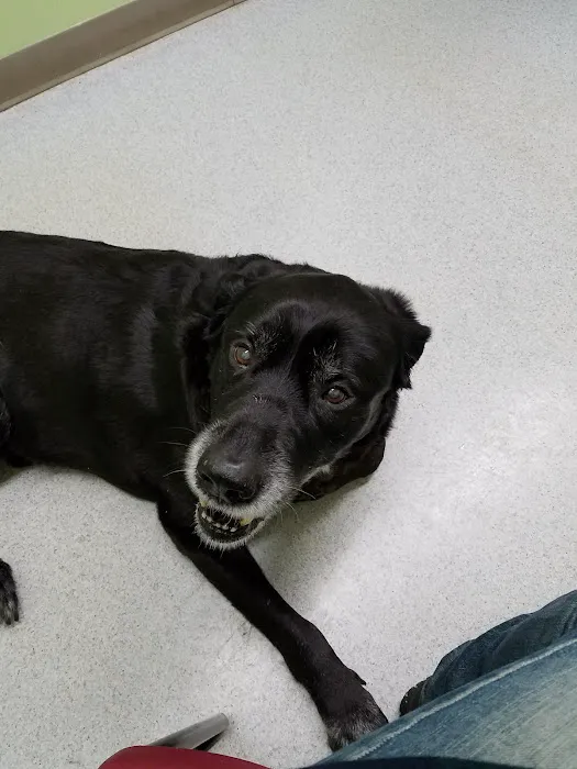Hamilton Veterinary Hospital: Schotland Wendy DVM Picture 2