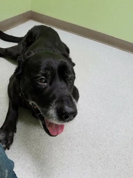 Hamilton Veterinary Hospital: Schotland Wendy DVM Picture 3
