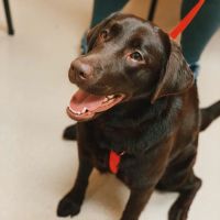 Deerwood Animal Hospital ico