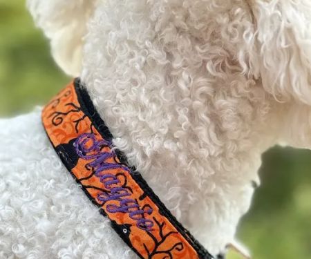 Sassy Dog Fashions