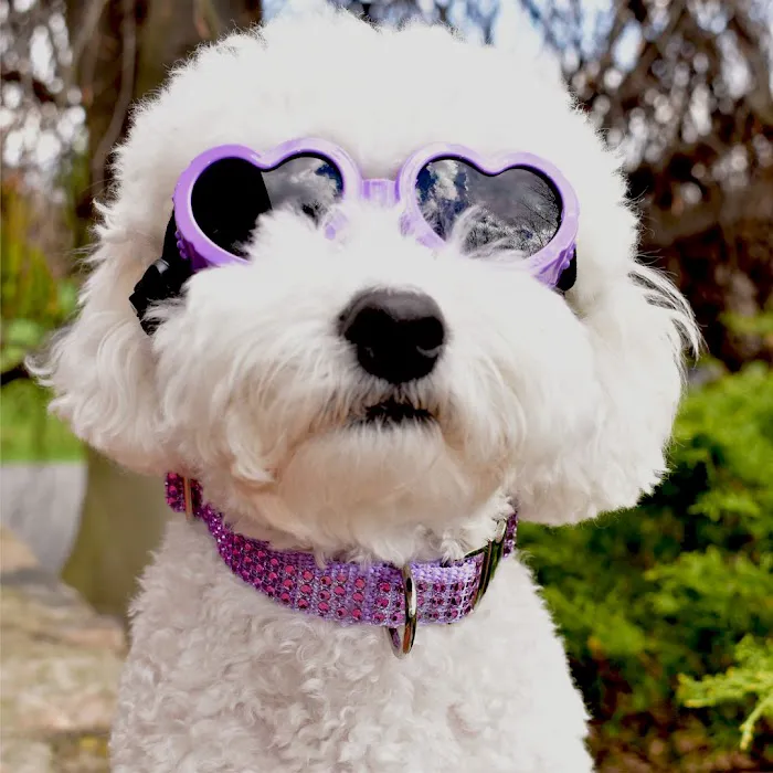 Sassy Dog Fashions Picture 6
