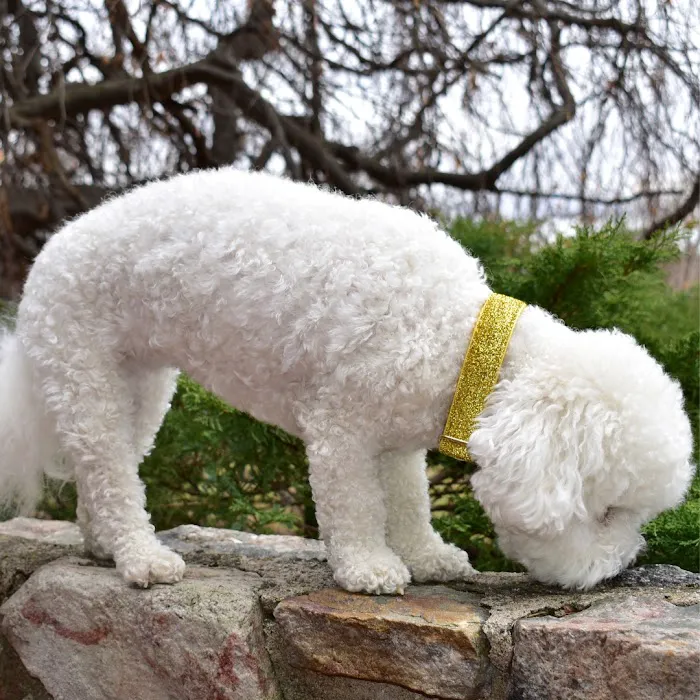Sassy Dog Fashions Picture 7