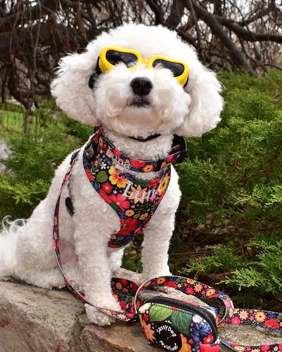 Sassy Dog Fashions Picture 9